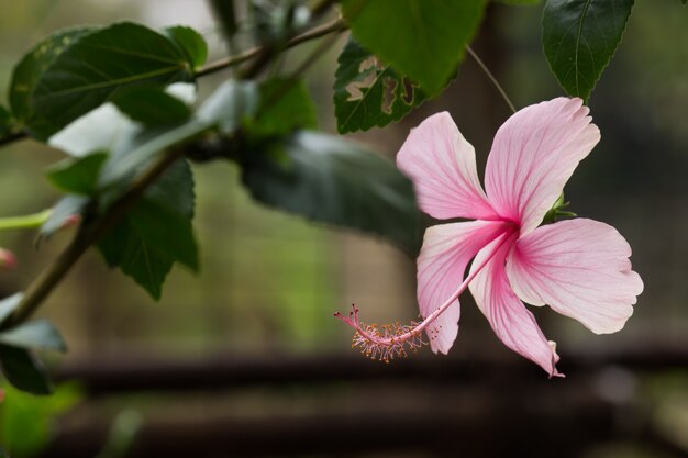 Flor de hibiscoou Malvaceae Hibiscus rosasinensis conhecida flor de sapato em plena floração