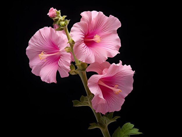 Flor de hollyhock em fundo de estúdio flor de holly hook simples imagens de flores bonitas