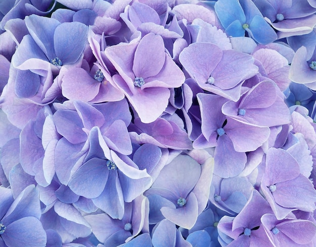 Flor de hortênsia azul e roxa como pano de fundo