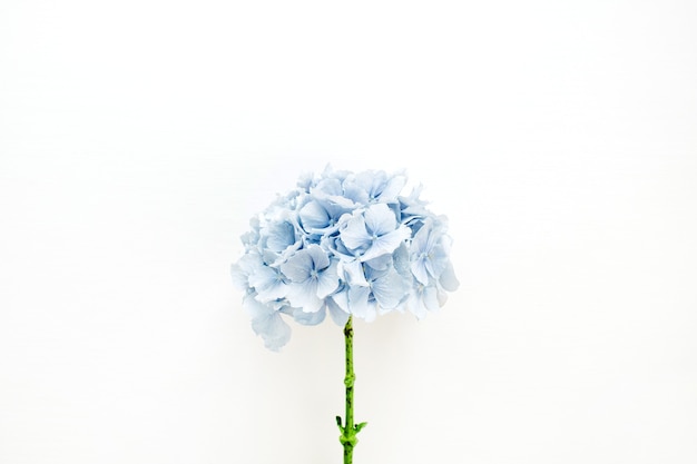 Flor de hortênsia azul na superfície branca