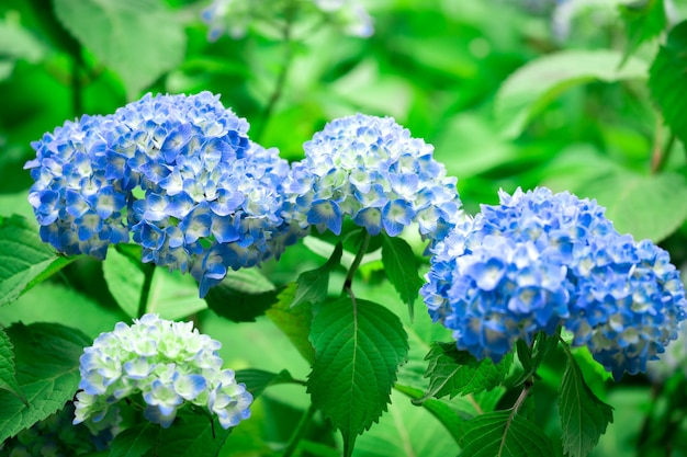 Flor de hortênsia azul no Japão