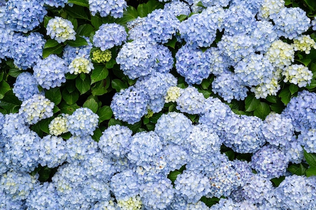 Foto flor de hortênsia azul no sudeste do brasil