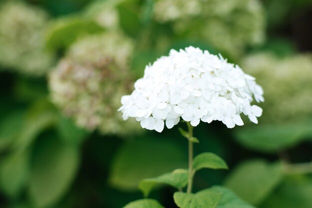 Flor de hortênsia branca linda no jardim de verão