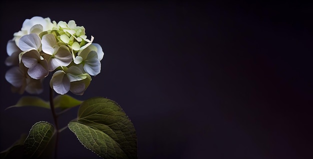 flor de hortênsia em fundo preto