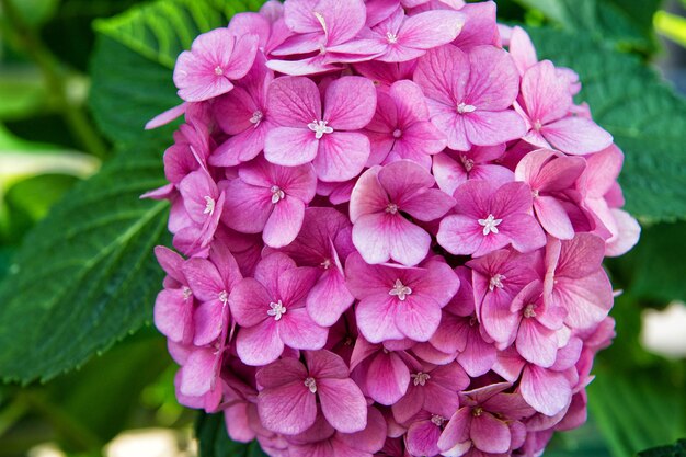 Flor de hortênsia rosa close-up. Florescência de hortênsia linda. Ternas flores suaves pequenas pétalas. Conceito de fragrância de aroma de perfume. Aroma de flor. Planta de flor de verão hortênsia. Jardinagem e botânica.