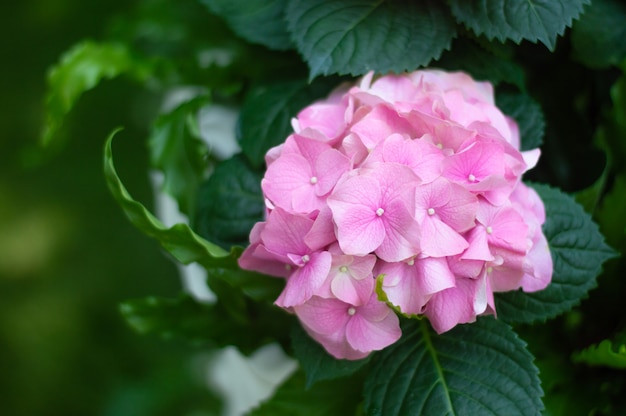 Flor de hortênsia rosa no jardim.