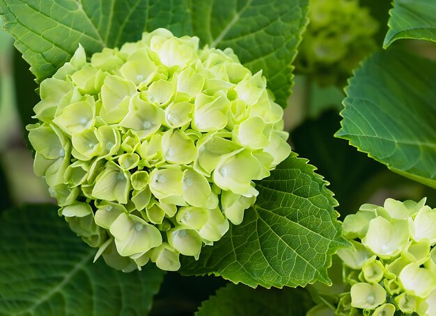 Flor de hortênsia verde