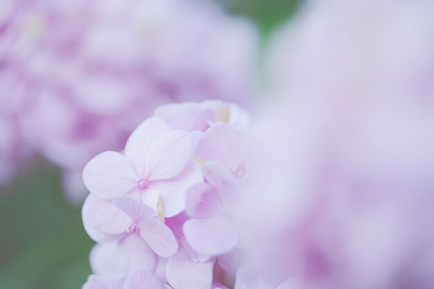 Flor de hortênsia