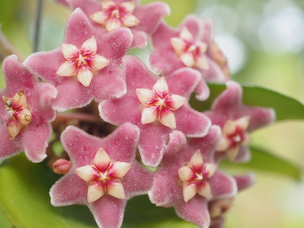 Foto flor de hoya rosa linda