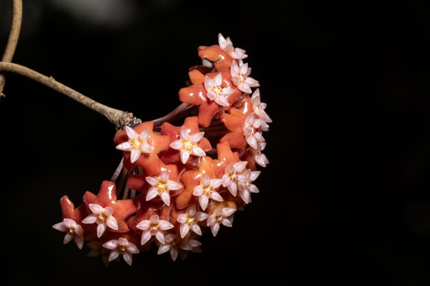 Flor de hoya vermelho