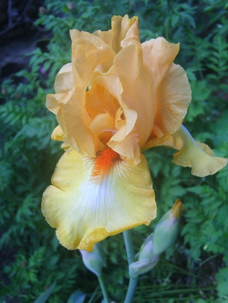 Flor de íris amarela em foto de folhagem verde