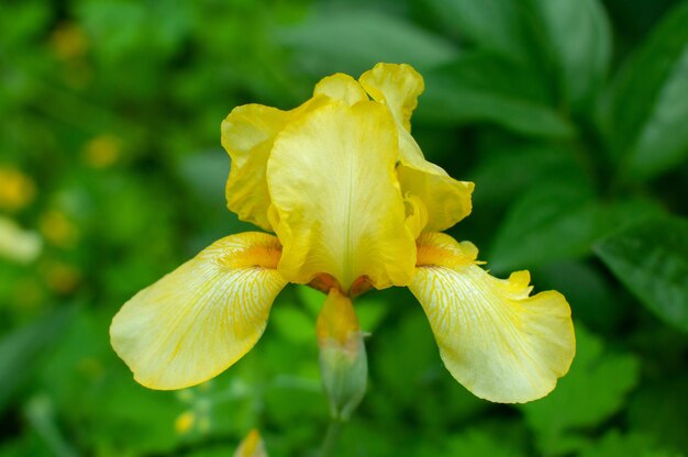 Foto flor de íris amarela sobre fundo verde