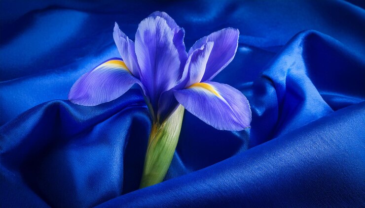 Foto flor de íris azul em um tecido de seda azul macio drapeado