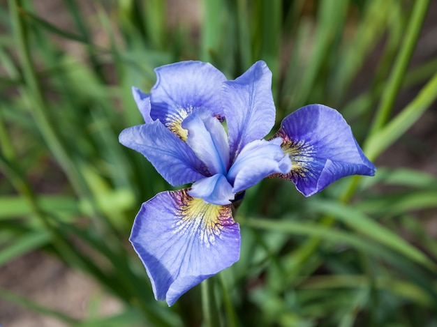 Flor de íris azul no canteiro de verão