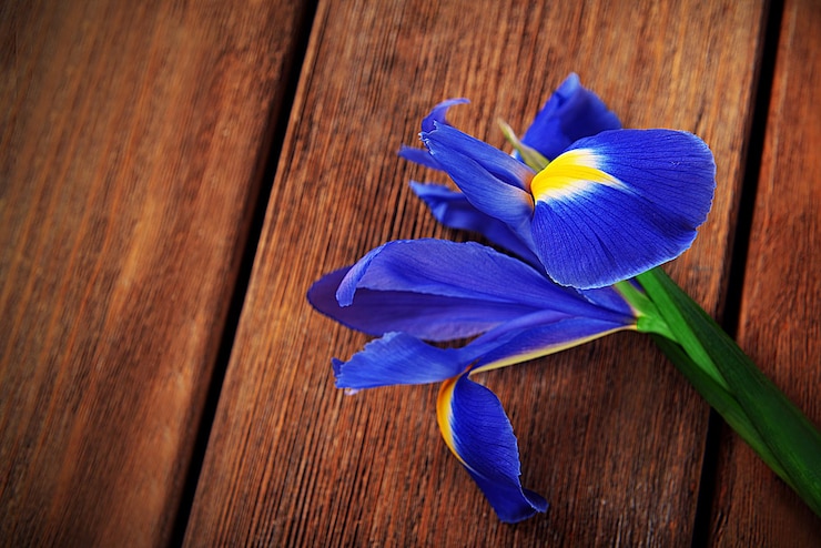 Foto flor de íris bonita em fundo de madeira espaço de cópia