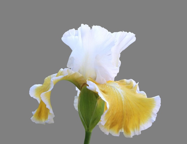 Flor de íris de perto no fundo branco
