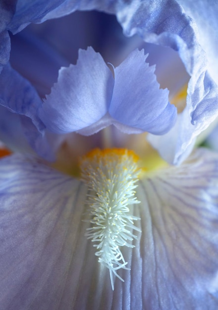 Flor de íris lilás delicada dentro de closeup