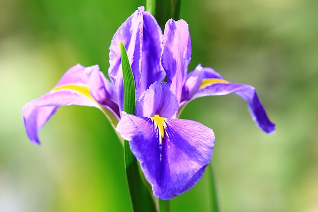 Flor de Iris ou Flag ou Gladdon ou Fleurdelis florescendo no jardim