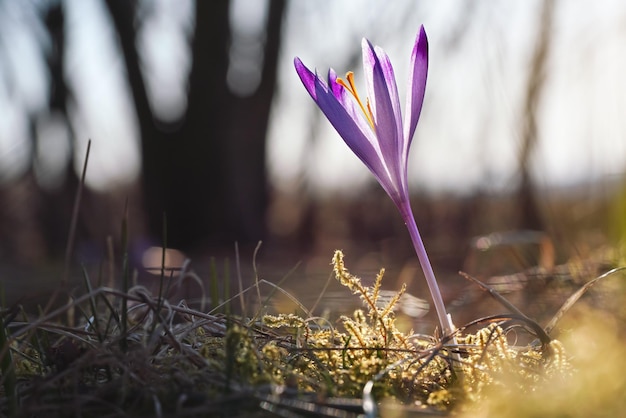 Flor de íris roxa e amarela selvagem única (Crocus heuffelianus discolor) crescendo na sombra, grama seca e folhas ao redor