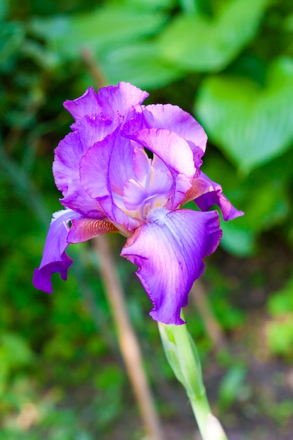 Flor de íris violeta na natureza