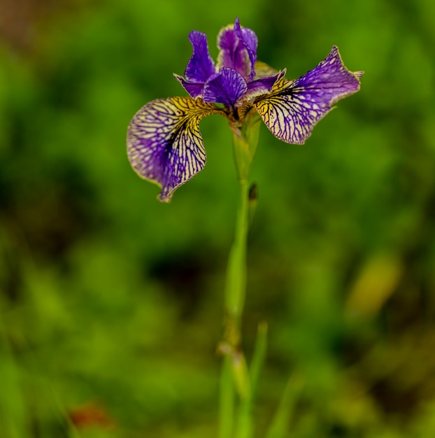 Flor de íris