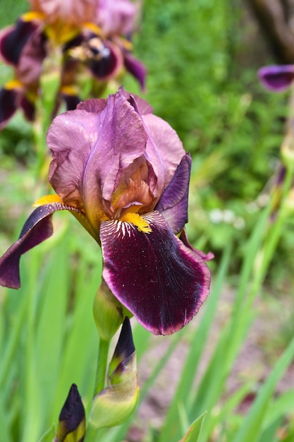 Flor de íris