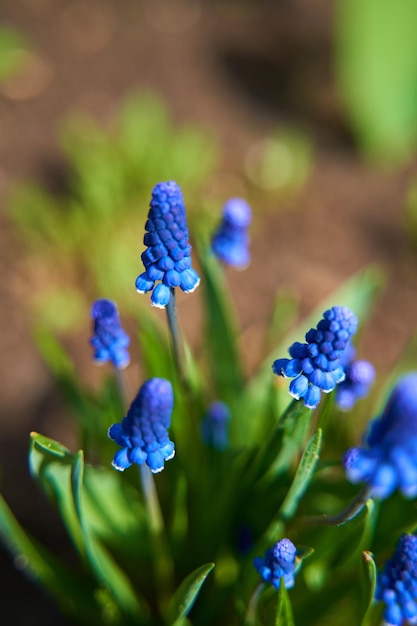 Flor de jacinto azul no jardim de verão