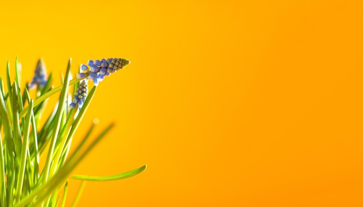 Foto flor de jacinto de uva azul contra fundo amarelo fundo de primavera copie o espaço