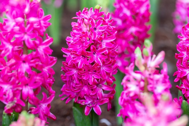 Flor de jacinto no jardim