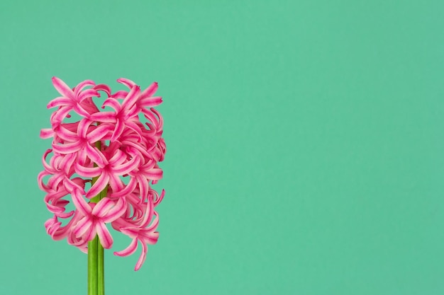 Flor de jacinto rosa em um fundo verde com um espaço de cópia