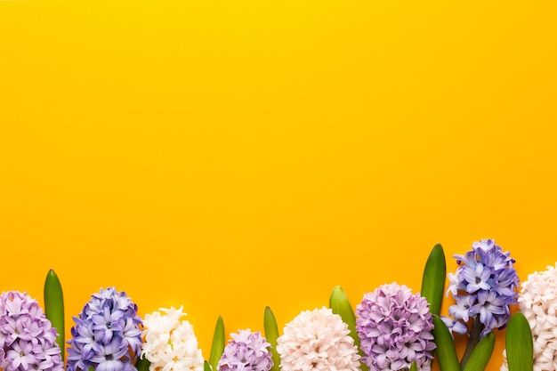 Flor de jacinto rosa, flores de primavera. O perfume dos jacintos em flor é um símbolo do início da primavera.