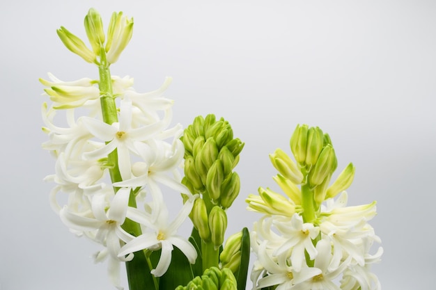 Flor de jacinto Visão aproximada de flores de jacinto brancas sobre um fundo claro