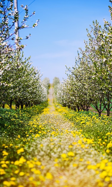 Flor de jardim de maçã na primavera de árvore