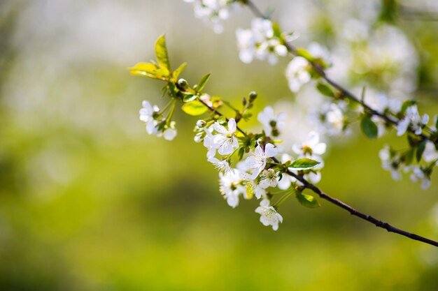 Flor de jardim de maçã na primavera de árvore