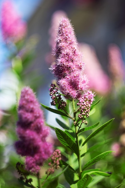 Flor de jardim rosa em um galho com folhas verdes