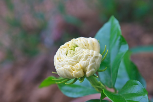 Flor de jasmim árabe (jasminum sambac) na árvore