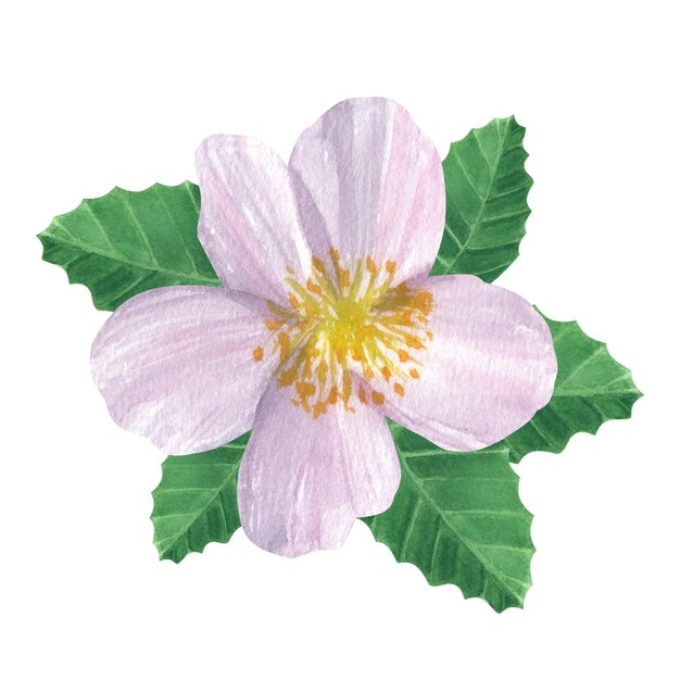 Flor de jasmim branca com folhas verdes Ilustração em aquarela desenhada à mão isolada