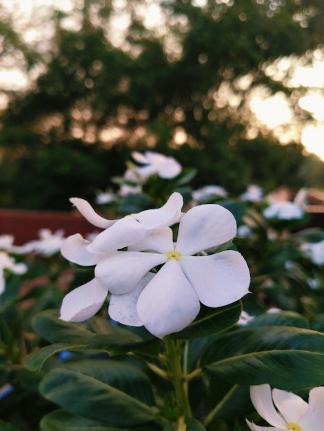 Flor de jasmim branca com luz solar