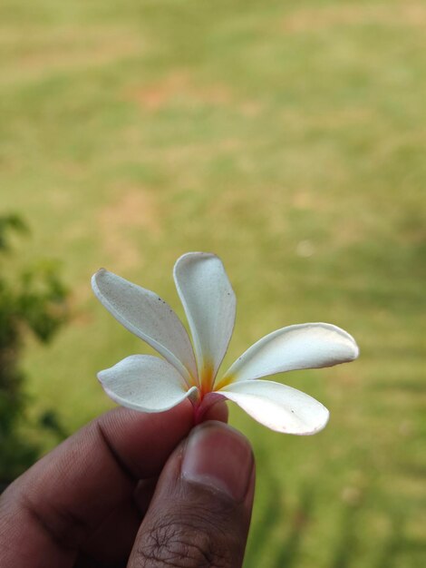 Foto flor de jasmim branco no jardim