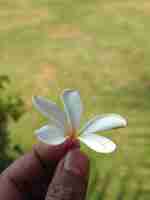 Foto flor de jasmim branco no jardim