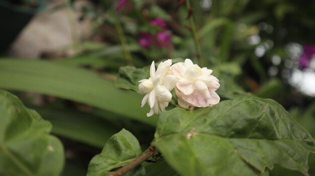 flor de jasmim dupla branca que floresce na estação chuvosa