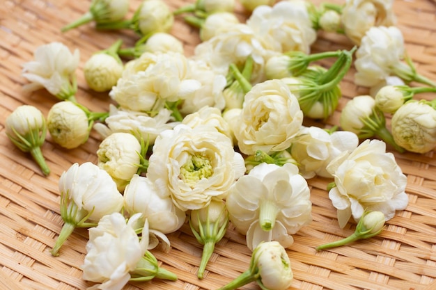 Flor de jasmim em fundo branco
