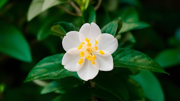 Foto flor de jasmim isolada exibida de perto contra o branco