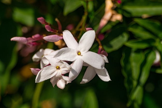 Flor de jasmim jasminum officinale em flor