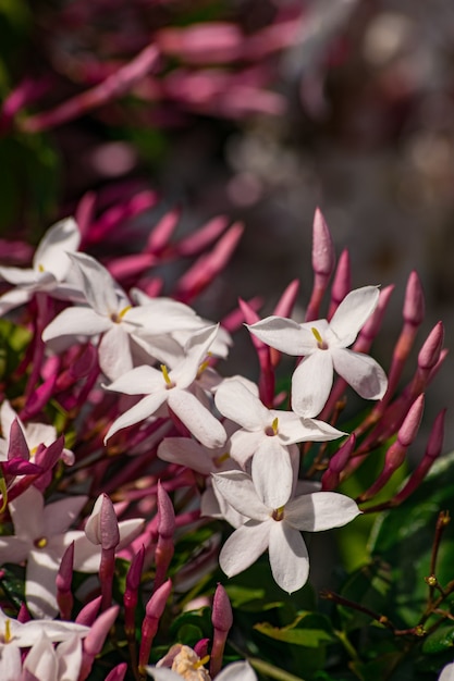 Flor de jasmim jasminum officinale em flor