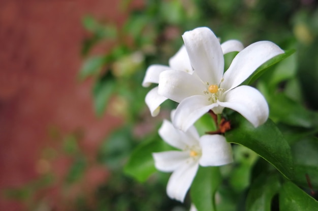 Flor de jasmim laranja na cor branca dando leve fragrância ao florescer