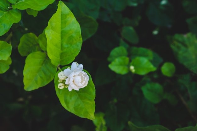 flor de jasmim no jardim