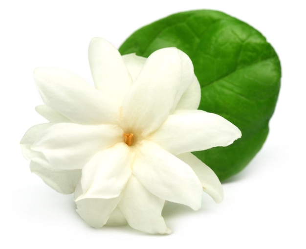 Flor de jasmim sobre fundo branco