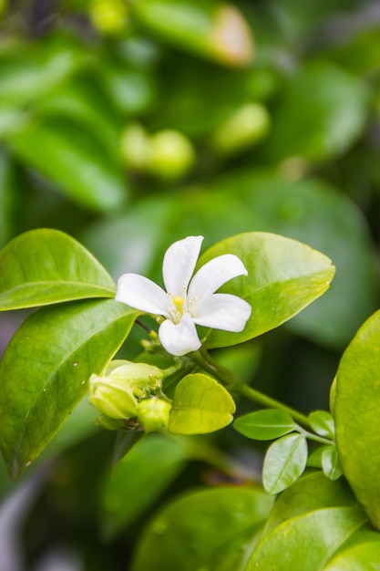 Flor de jasmim