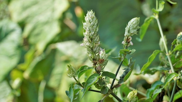 Flor de Justicia betonica também conhecida como pluma de papel de cauda de esquilos